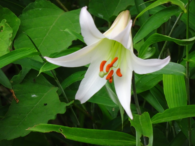 ササユリ便り⑤ 　in　せんなん里海公園内うみべの森_c0108460_21483352.jpg