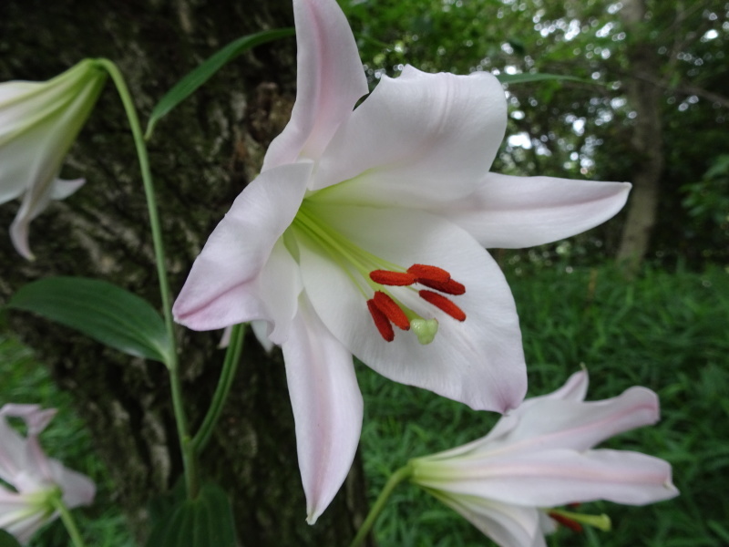 ササユリ便り⑤ 　in　せんなん里海公園内うみべの森_c0108460_21562501.jpg