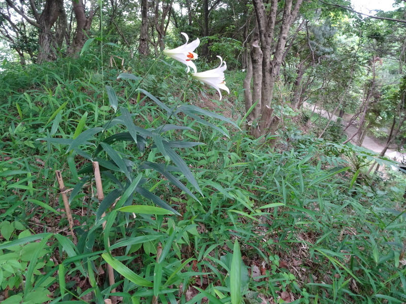 ササユリ便り⑤ 　in　せんなん里海公園内うみべの森_c0108460_21583422.jpg