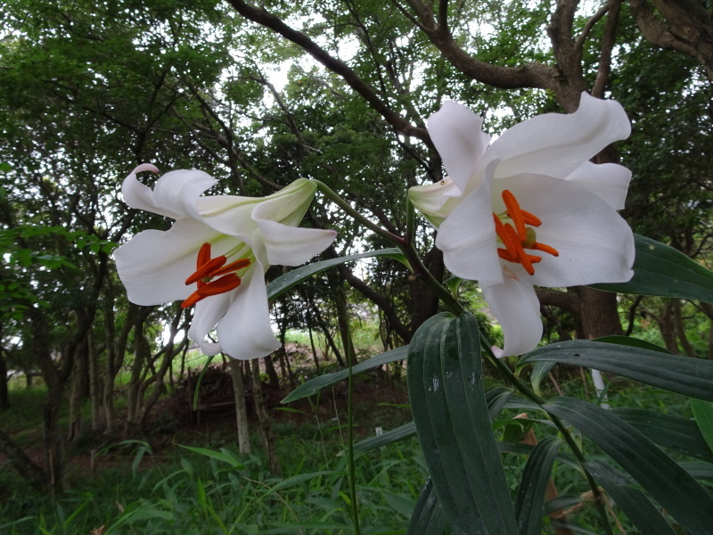 ササユリ便り⑤ 　in　せんなん里海公園内うみべの森_c0108460_21583928.jpg