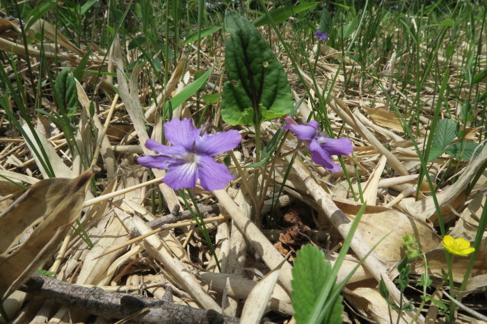 甘利山で見つけた花_a0307264_18421116.jpg