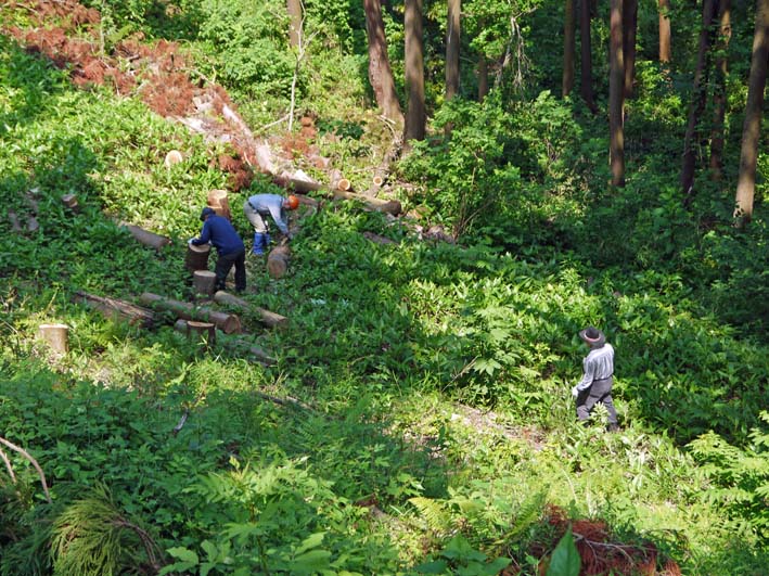 カジイチゴ完熟、食べごろに：六国見山の５月定例手入れ_c0014967_11195942.jpg