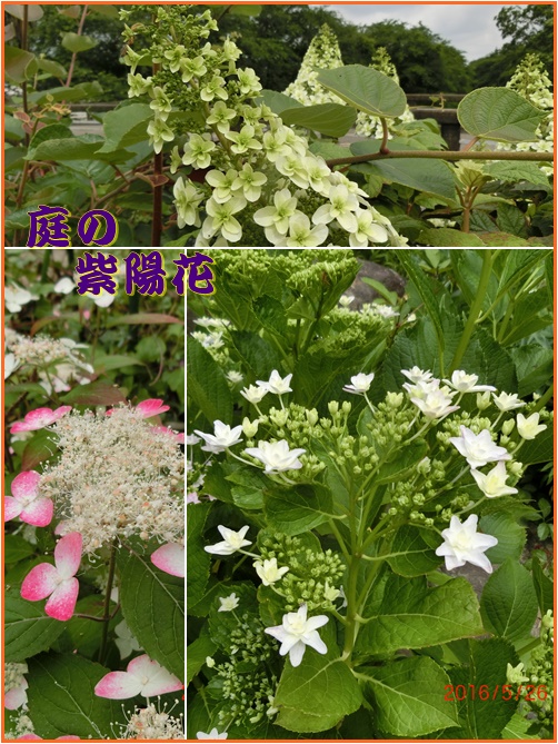 紫陽花の季節・琵琶の季節　昨日は豊橋球場_d0007071_19413443.jpg