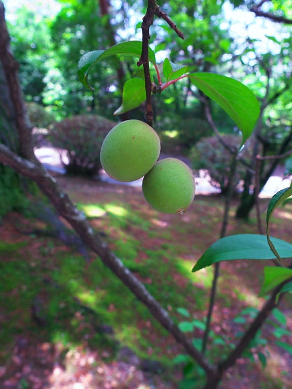 奈良美術館めぐり--2の1--　20160517_a0050572_1172736.jpg