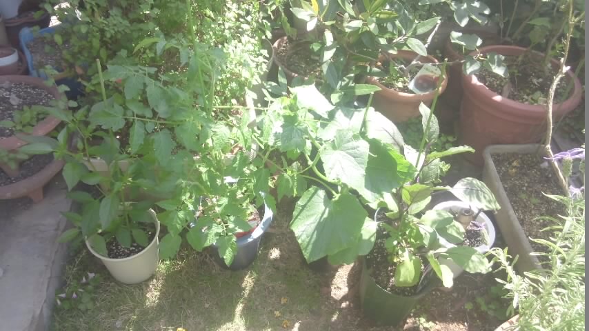 f0200477_0414777.jpg