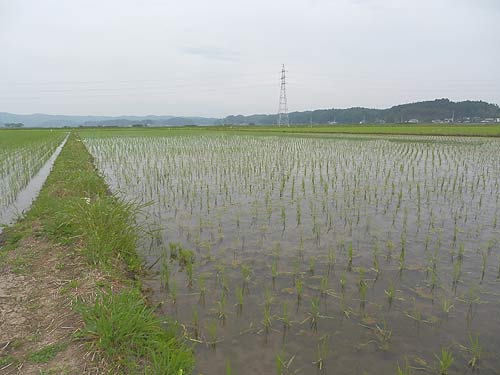 5月25日の田んぼ(緑ヶ丘小・北郷小) _d0247484_190135.jpg
