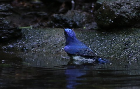 お山の水場　オオルリ♂_e0197884_10553298.jpg