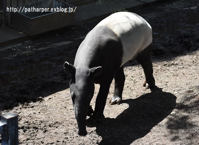 ２０１６年４月　福岡市動物園　その２　草食獣たち_a0052986_7465982.jpg