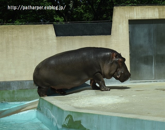 ２０１６年４月　福岡市動物園　その２　草食獣たち_a0052986_7494313.jpg