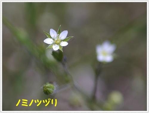 足元に咲いている小さな野草、撮りためただけでやっと整理整頓(*⌒∇⌒*)テヘ♪_b0175688_00043232.jpg