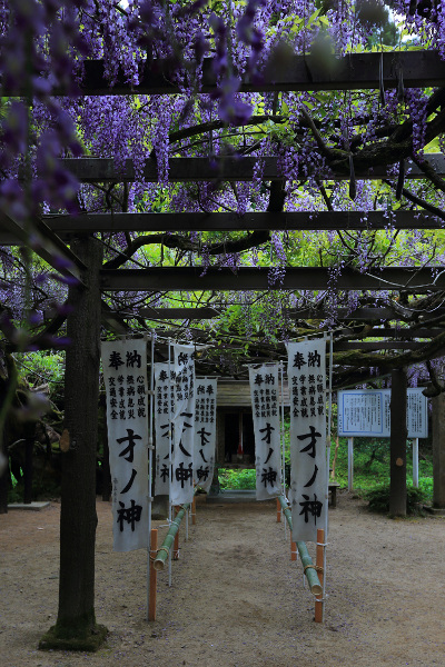 才ノ神の藤_e0051888_21292230.jpg