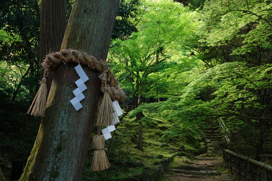 16.05.14：MJKさんと行く湖東三山①西明寺の青もみじ２  _c0007190_208557.jpg