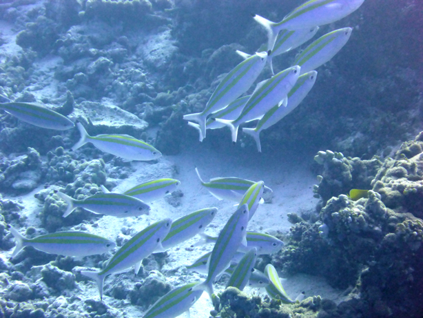 Maldives 2016 Maafushivaru　マーフシヴァル　その44　ダイビング2本目_c0147790_12584363.jpg