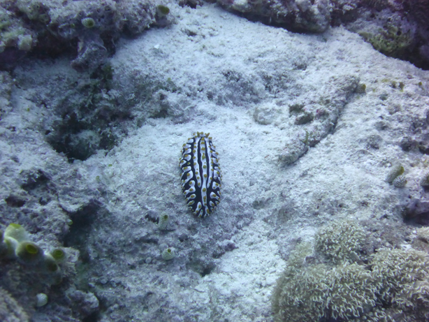 Maldives 2016 Maafushivaru　マーフシヴァル　その44　ダイビング2本目_c0147790_13105277.jpg