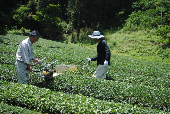 お茶畑 【ならし】作業 : 鈴桃