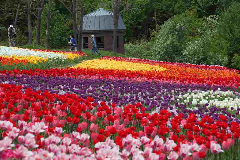 滝野すずらん公園でチューリップを撮る５月２４日（Ⅱ）_a0268292_1012365.jpg