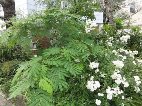 e0159192_1514621.jpg