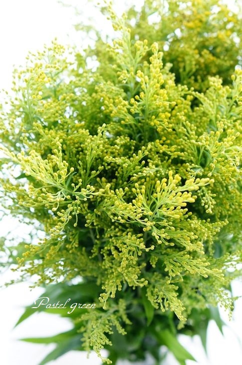 ソリダコ Pastel Green Flower Diary ソリダコ Pastel Green Flower Diary