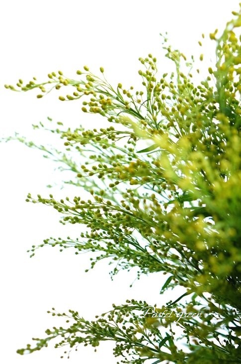 ソリダコ Pastel Green Flower Diary ソリダコ Pastel Green Flower Diary