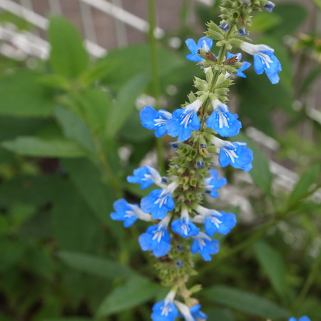 初夏から夏に向けての寄せ植え_a0292194_19295980.jpg