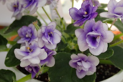 f0203094_92583.jpg