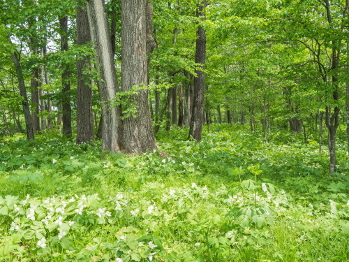 森の中に白い花畑・・「六花の森」の”オオバナノエンレイソウ”_f0276498_23420763.jpg