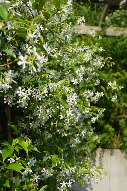 5月24-27日の庭。_c0124100_13331135.jpg