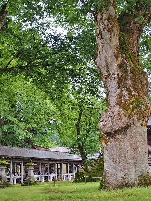雨降りの毘沙門堂と観光者_c0336902_1623463.jpg