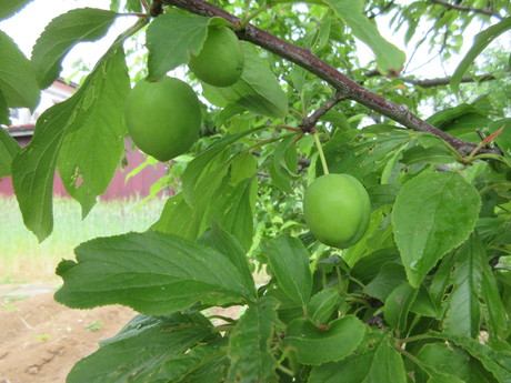 a0203003_2004653.jpg