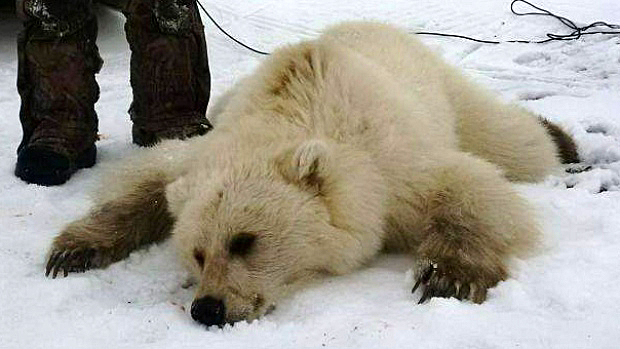 ホッキョクグマ ハイイログマ グリズリー のハイブリッドとホッキョクグマの将来に関する異なる見解 Polarbearology Conjectaneum ホッキョクグマ ハイイログマ グリズリー のハイブリッドとホッキョクグマの将来に関する異なる見解 Polarbearology Conjectaneum