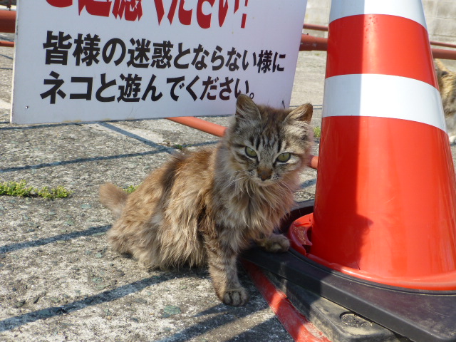 愛媛・青島【猫の島】_e0237625_049637.jpg