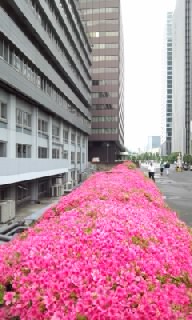 サツキ花盛り_d0137328_17314413.jpg