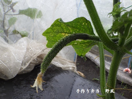 b0244034_10551336.jpg