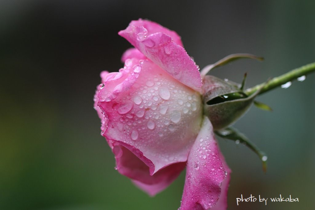 雨に濡れたバラの花 自然のキャンバス