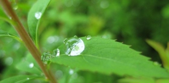 今日は、雨！_a0351636_07331657.jpg