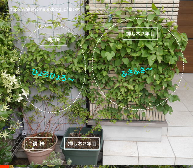 プリンセスダイアナの根を痛めると 痛い目を見る 白い家 プリンセスダイアナの根を痛めると 痛い目を見る 白い家