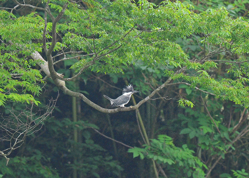 d0290240_11271262.gif