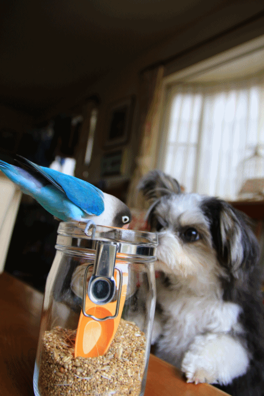 c0145250_10182266.gif