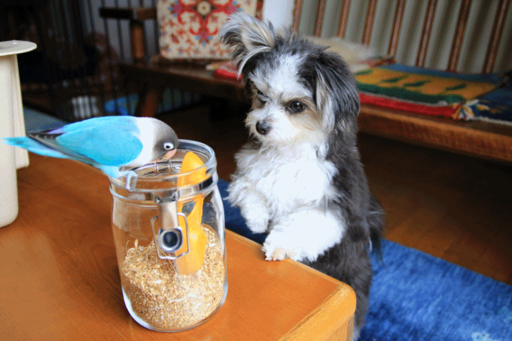 c0145250_10183376.gif