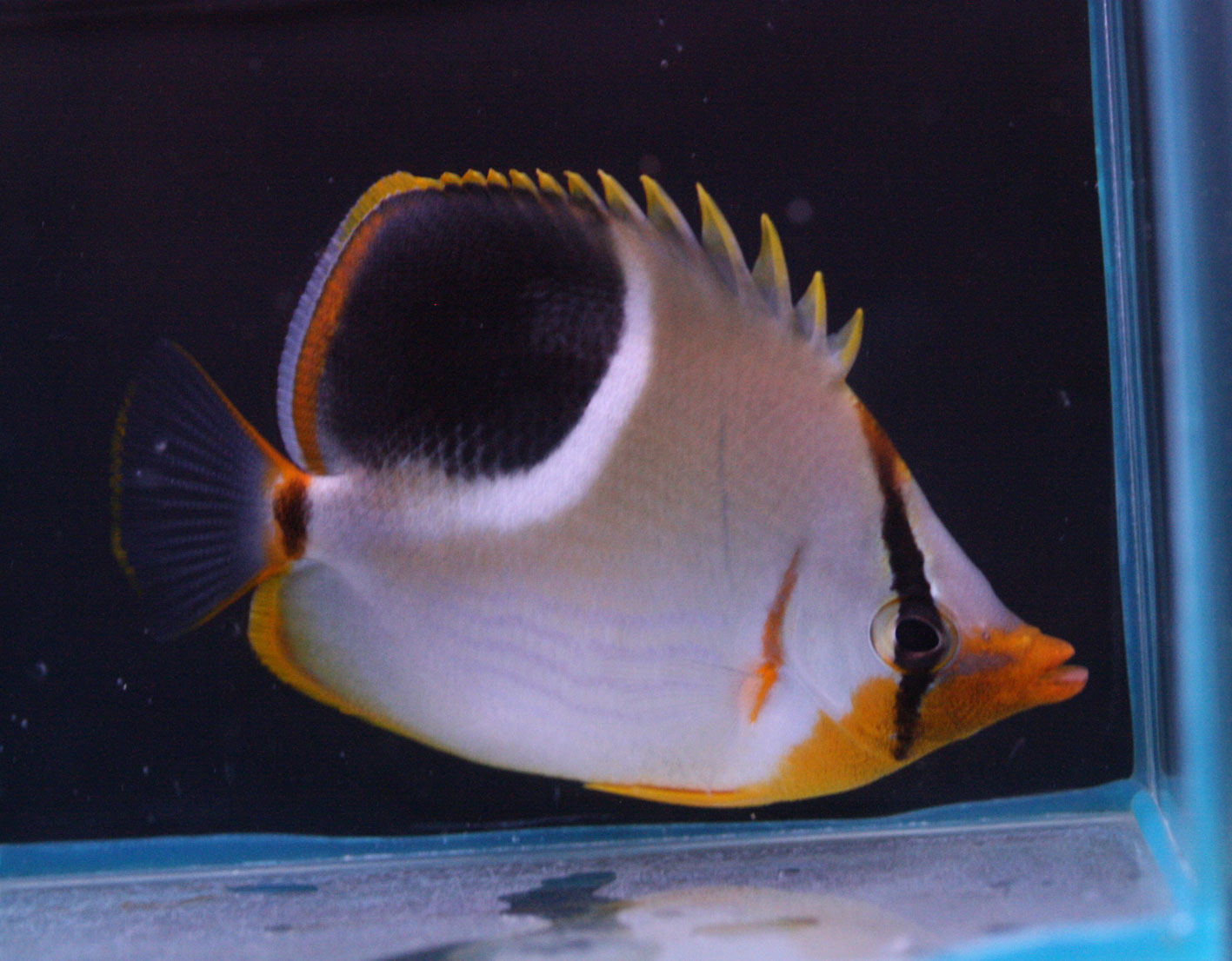 沖縄のサンゴとチョウチョウウオと様々な無脊椎 ビーボックスアクアリウム 海水魚 サンゴ情報 沖縄のサンゴとチョウチョウウオと様々な無脊椎 ビーボックスアクアリウム 海水魚 サンゴ情報