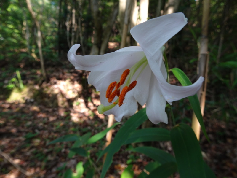 ササユリ便り⑥・・・せんなん里海公園内うみべの森_c0108460_23393140.jpg