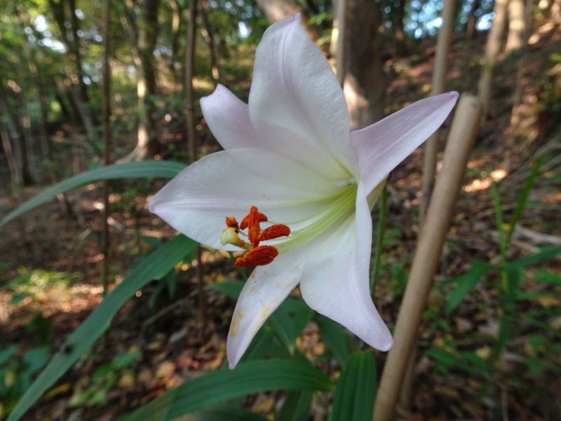 ササユリ便り⑥・・・せんなん里海公園内うみべの森_c0108460_23465436.jpg