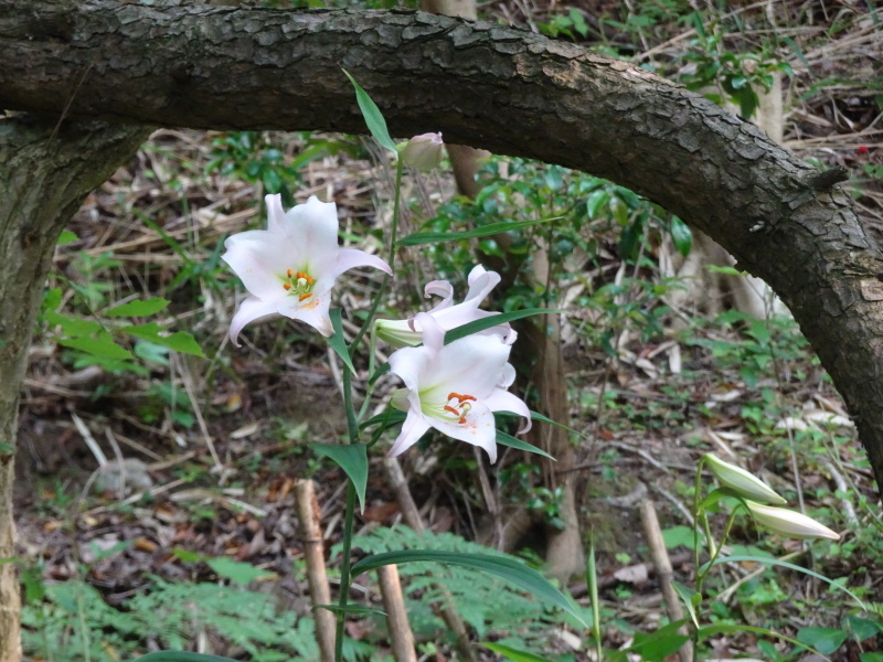 ササユリ便り⑥・・・せんなん里海公園内うみべの森_c0108460_23575112.jpg