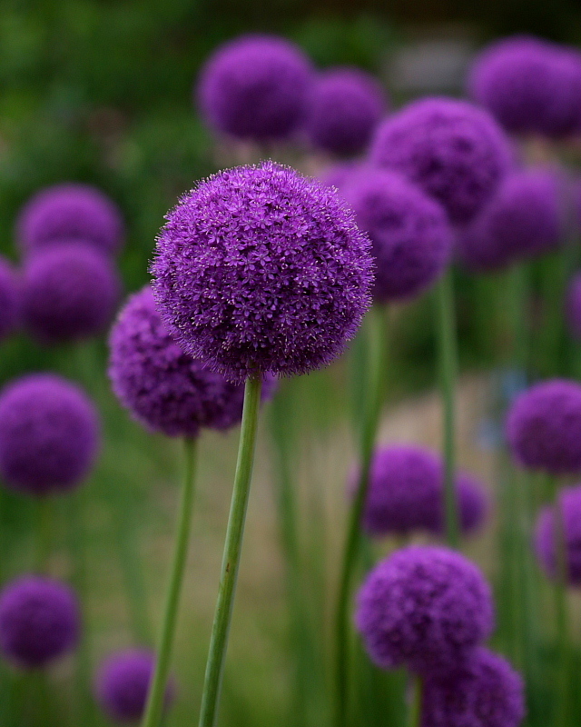 とちぎわんぱく公園で 星の小父さまフォトつづり