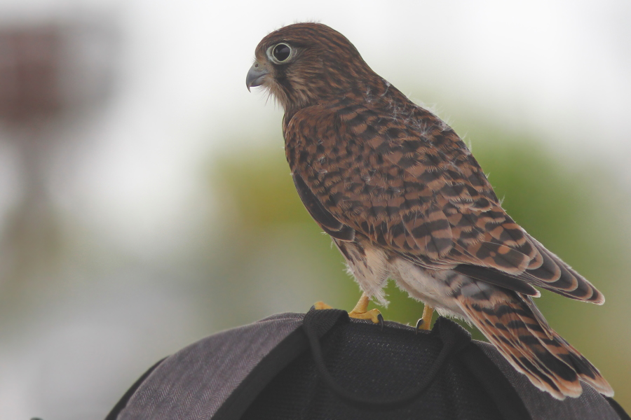 チョウゲンボウ幼鳥さん_f0247965_2140975.jpg