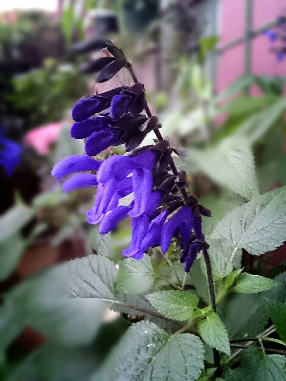 サルビア ガラニチカ 花暮らしの記