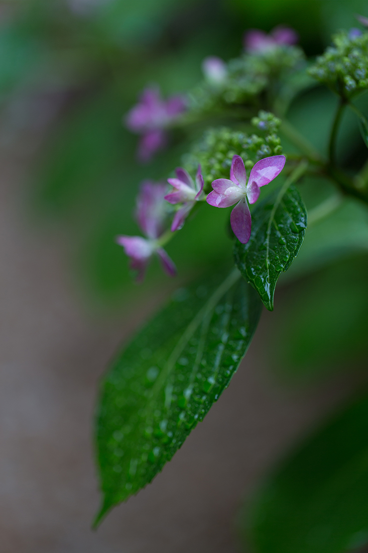 雨に咲く_a0261169_1218208.jpg