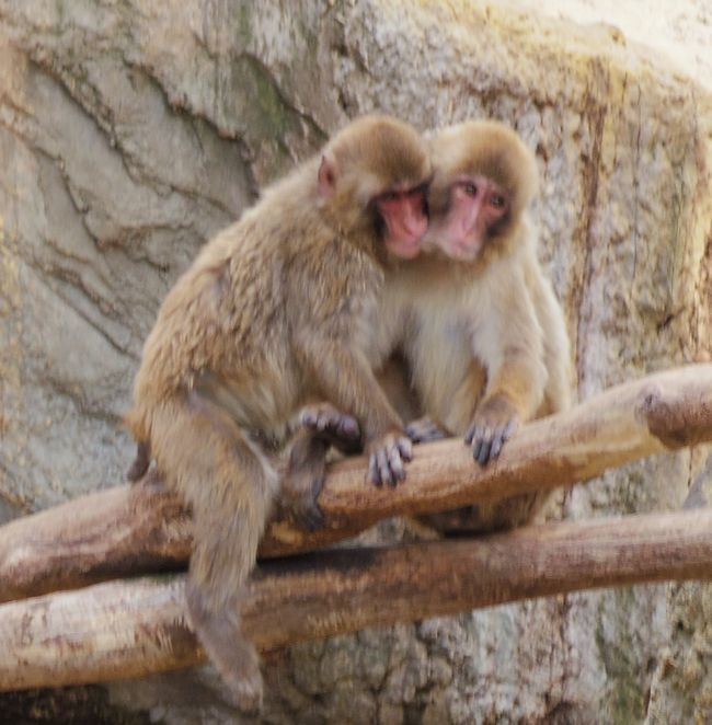 5月２０日の大森山動物園つづきと、自販機の怪_b0014576_20223912.jpg