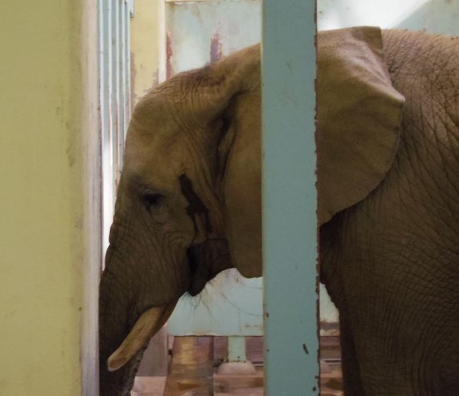 5月２０日の大森山動物園つづきと、自販機の怪_b0014576_20233052.jpg