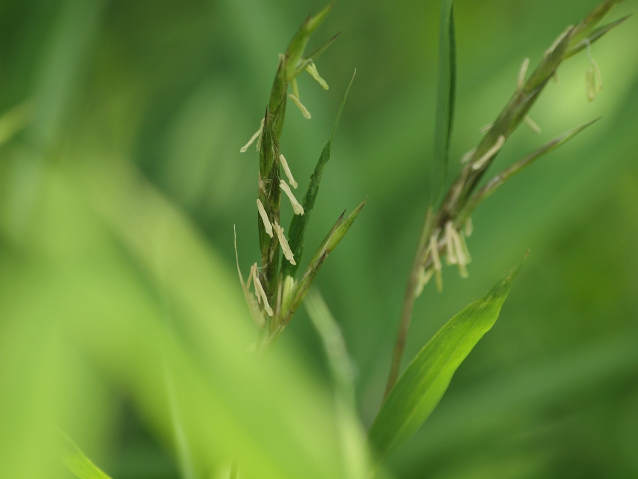 笹 ササ の花を見に 自然風の自然風だより